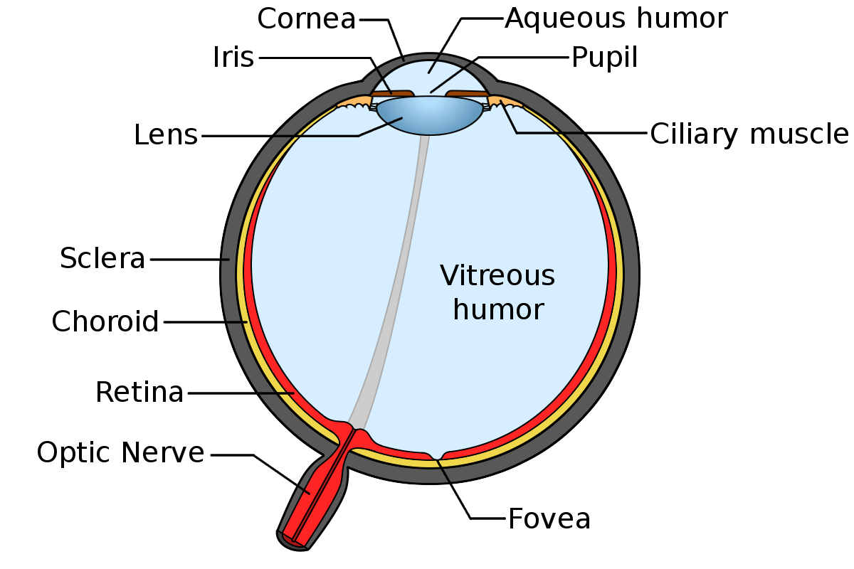eye_anatomy.png